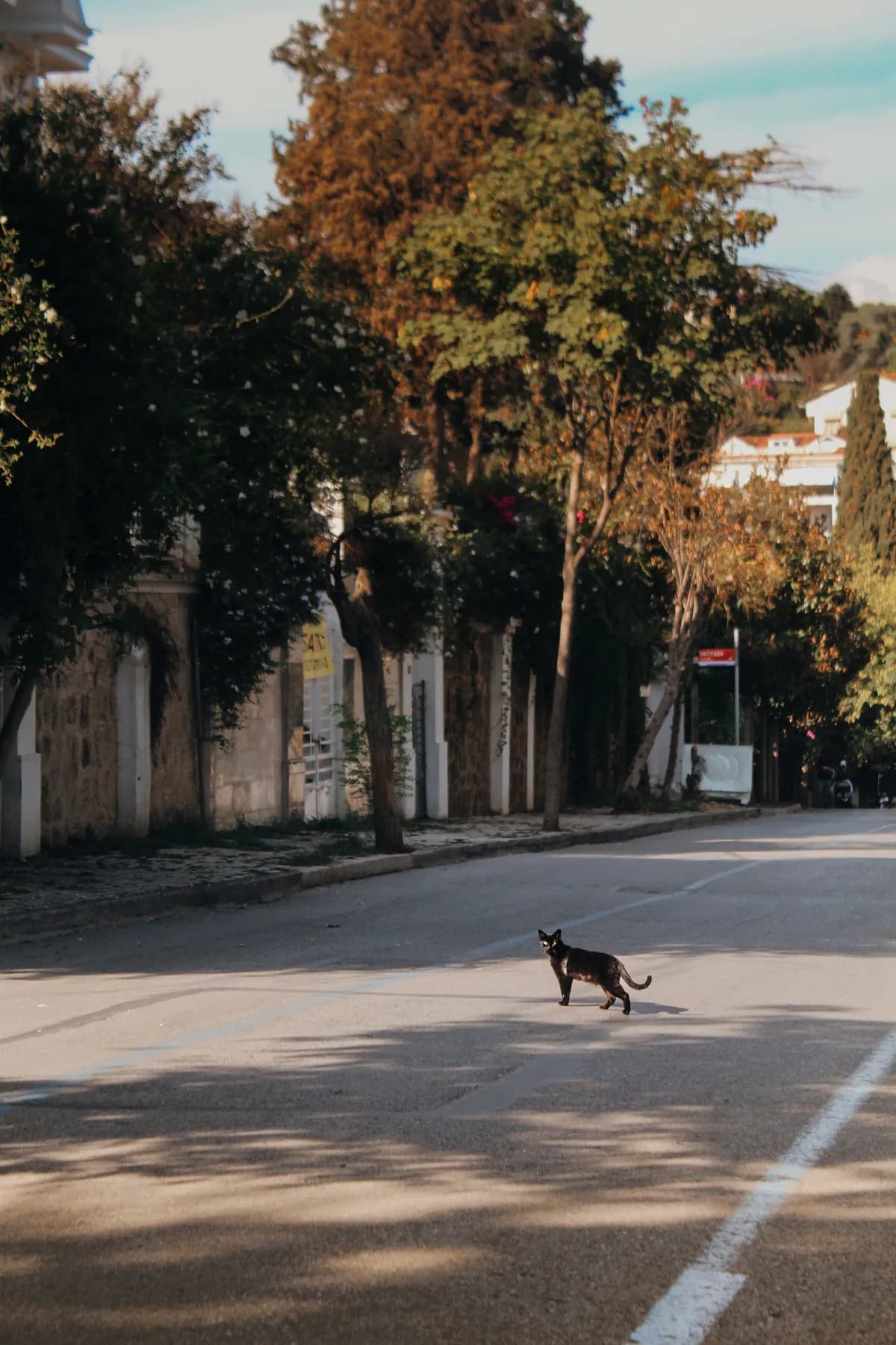 İstanbul'da ağaçlı sakin bir sokakta yürüyen kara kedi